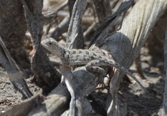 Holbrookia subcaudalis