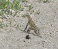 Holbrookia subcaudalis