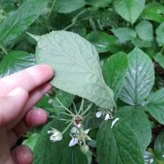 Rubus pedemontanus