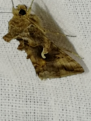 Autographa mandarina