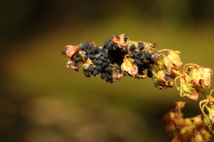 Aphis rumicis