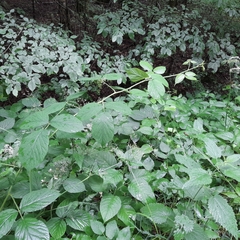 Rubus pedemontanus