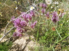 Thymus moroderi