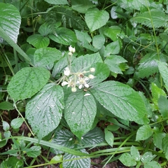 Rubus pedemontanus