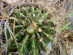 Ferocactus echidne