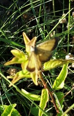 Isturgia limbaria