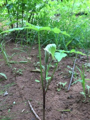 Arisaema stewardsonii
