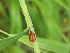 Lilioceris merdigera
