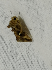 Autographa mandarina