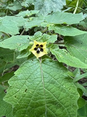 Physalis grisea