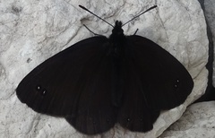 Erebia pluto