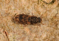 Synchita undata