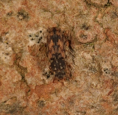 Synchita undata