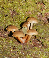 Mycena tuvara