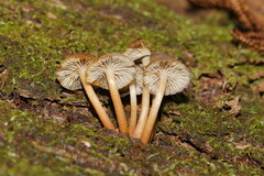 Mycena tuvara