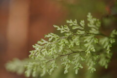 Hymenophyllum australe