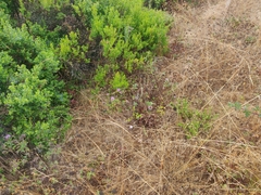 Monardella purpurea