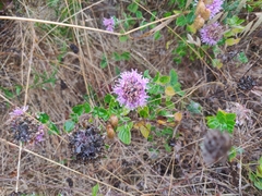 Monardella purpurea