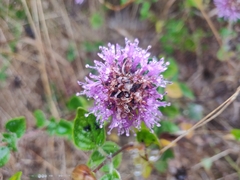 Monardella purpurea