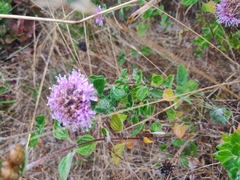 Monardella purpurea