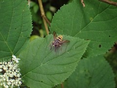 Temnostoma excentrica