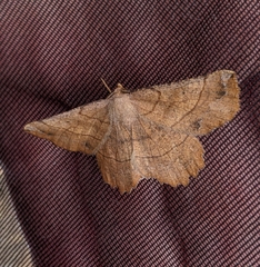 Euchlaena mollisaria