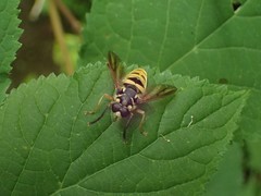 Temnostoma excentrica