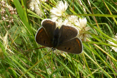 Lycaena tityrus subalpina