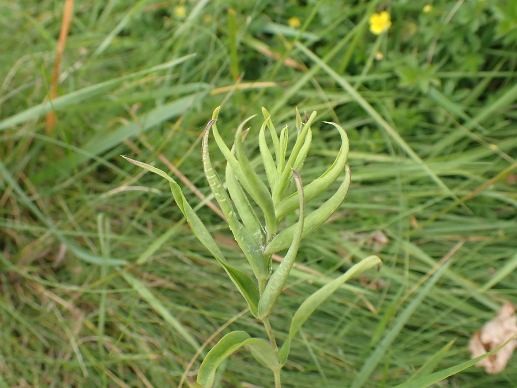 Stitchwort Leafroll Aphid
