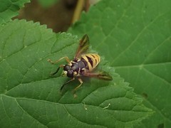 Temnostoma excentrica