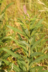 Chamaenerion angustifolium