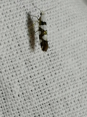 Argyresthia brockeella