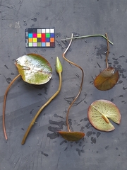 Nymphaea nouchali caerulea