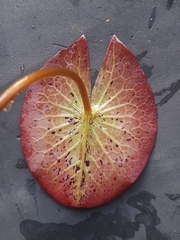 Nymphaea nouchali caerulea