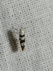 Argyresthia brockeella