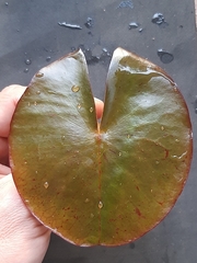 Nymphaea nouchali caerulea