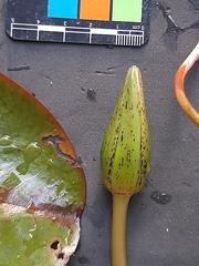 Nymphaea nouchali caerulea