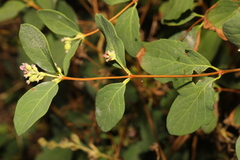 Symphoricarpos albus
