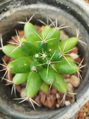 Mammillaria longimamma