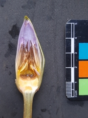 Nymphaea nouchali caerulea