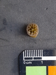 Nymphaea nouchali caerulea