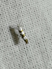 Argyresthia brockeella