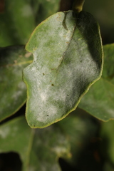 Erysiphe symphoricarpi