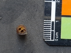 Nymphaea nouchali caerulea