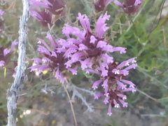 Thymus moroderi