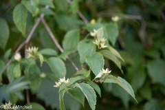 Philadelphus coronarius