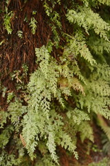 Hymenophyllum australe