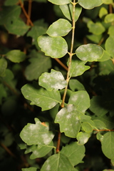 Erysiphe symphoricarpi