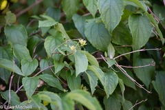 Philadelphus coronarius