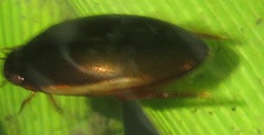 Ilybius fuliginosus